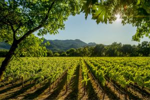 2021 Von Buhl Riesling 2021 Von Buhl Riesling